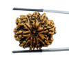 Collector 10 Mukhi Nepal Rudraksha -(27.30 MM)