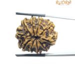 Collector 10 Mukhi Nepal Rudraksha -(27.30 MM)