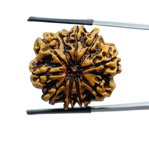Collector 10 Mukhi Nepal Rudraksha -(27.30 Mm)