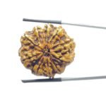 Collector 10 Mukhi Rudraksha Nepal (28.30 MM)
