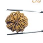 Collector 10 Mukhi Rudraksha Nepal (28.30 MM)