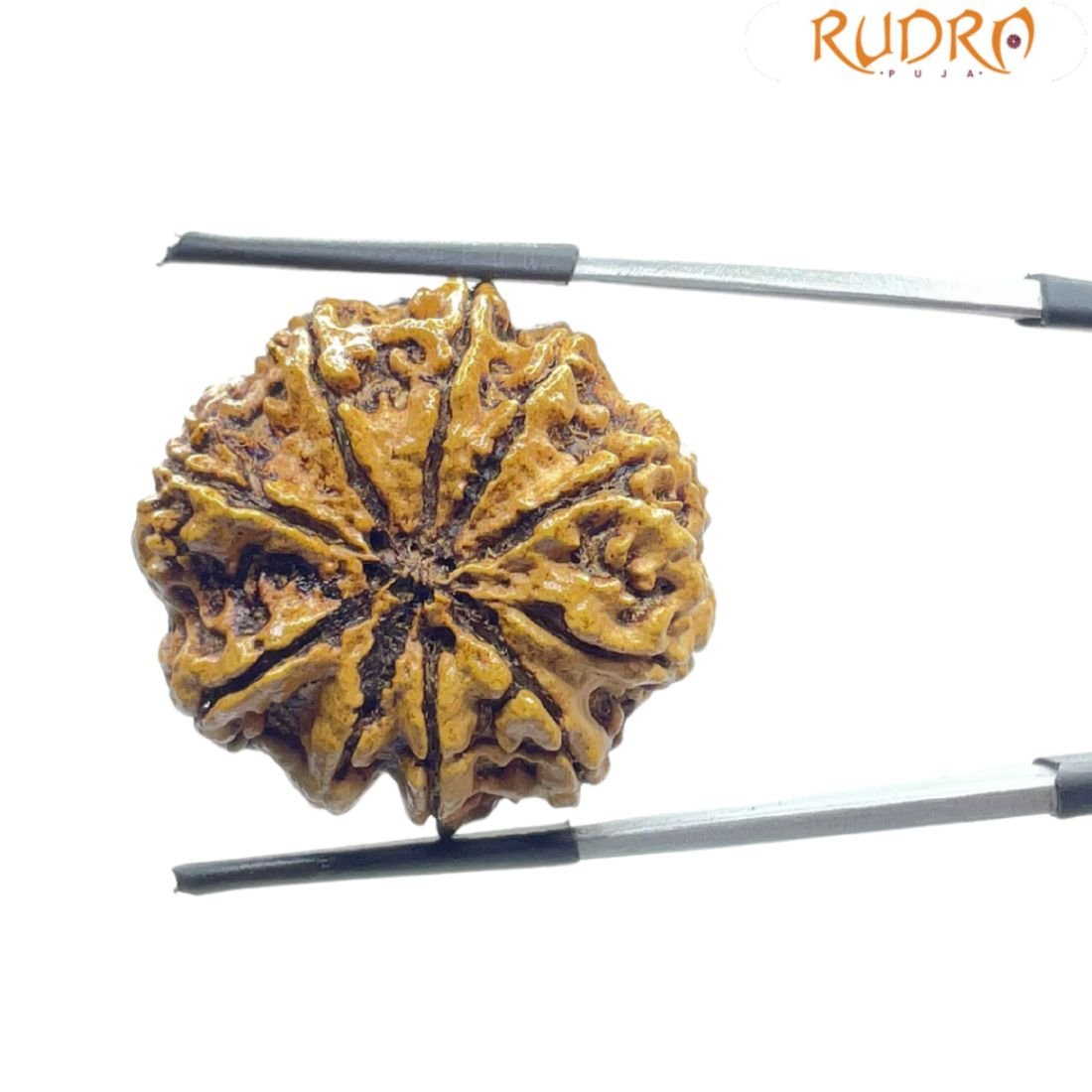 Collector 10 Mukhi Rudraksha Nepal (28.30 MM)
