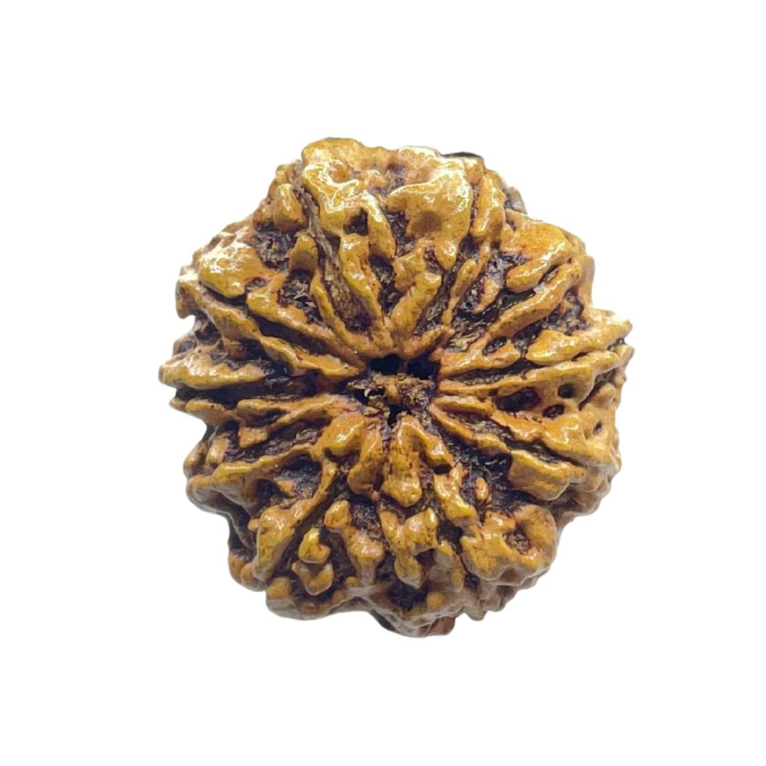 Collector 10 Mukhi Rudraksha Nepal (28.30 MM)