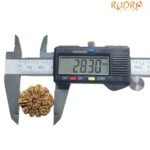 Collector 10 Mukhi Rudraksha Nepal (28.30 MM)