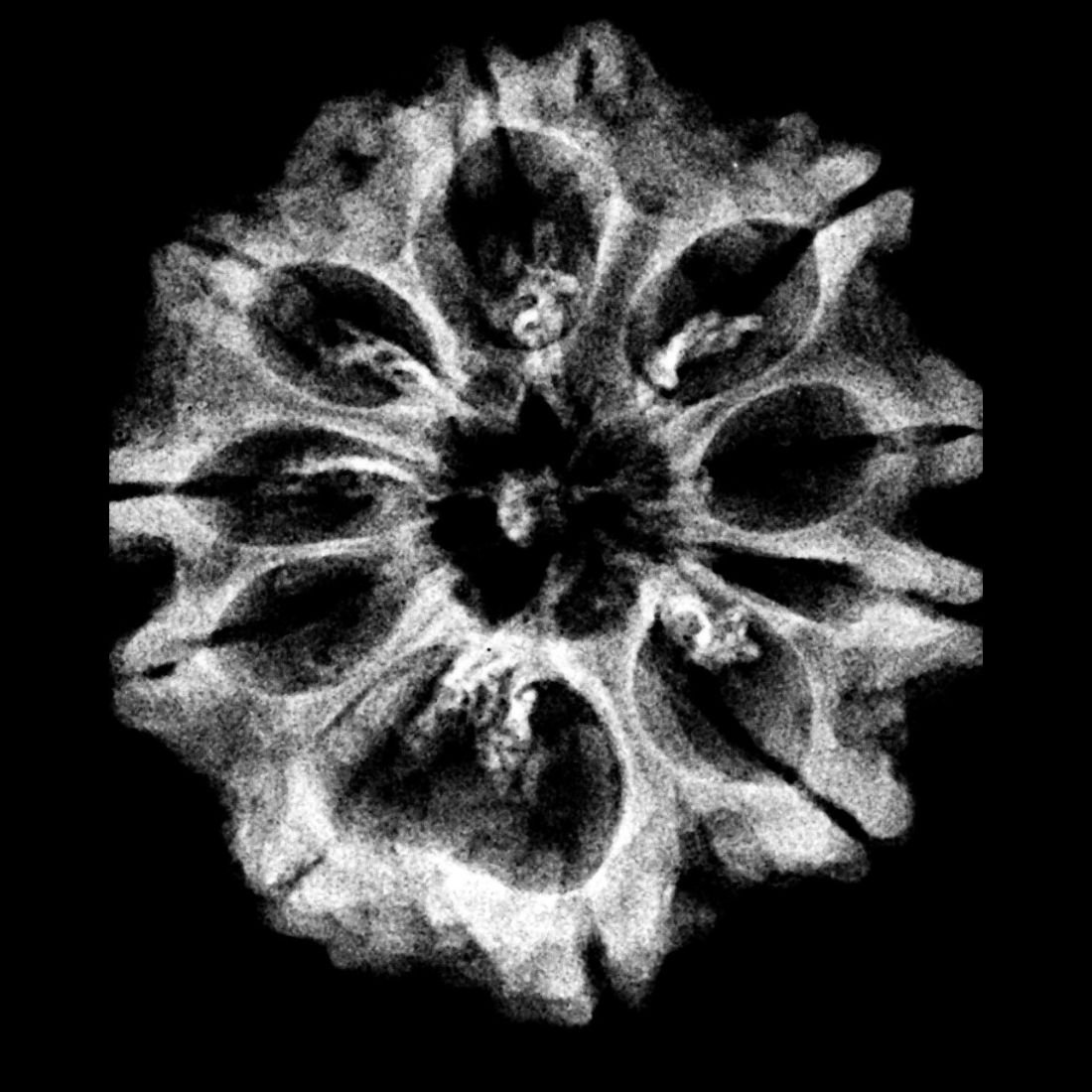 Collector 10 Mukhi Rudraksha Nepal (28.30 MM)