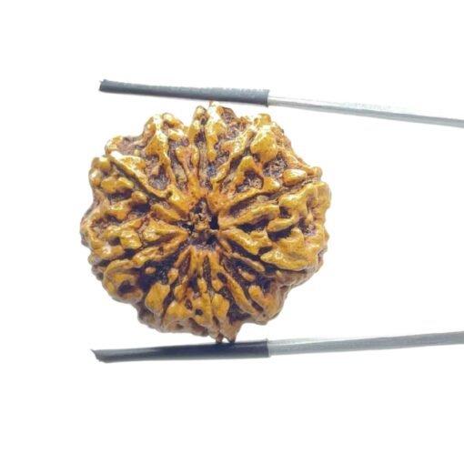 Collector 10 Mukhi Rudraksha Nepal (28.30 Mm)