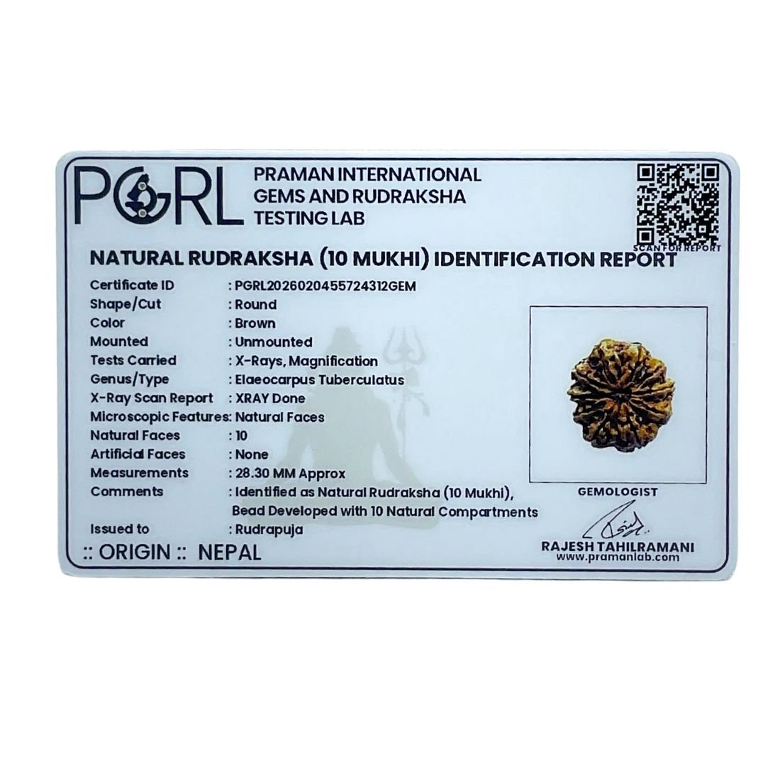 Collector 10 Mukhi Rudraksha Nepal - (28.30 MM)
