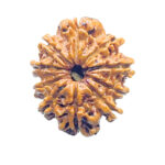 Das Mukhi Nepal Rudraksha - (24.14 MM) - (Rudrapuja)