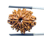 Das Mukhi Nepal Rudraksha - (24.14 MM) - (Rudrapuja)