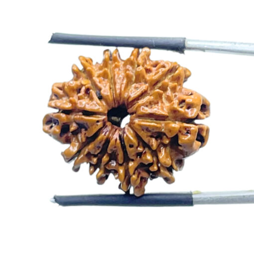 Das Mukhi Nepal Rudraksha - (24.14 MM) - (Rudrapuja)