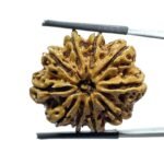 Das Mukhi Nepal Rudraksha - (26.95 MM)