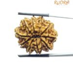 Das Mukhi Nepal Rudraksha - (26.95 MM)