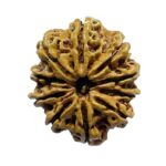 Das Mukhi Nepal Rudraksha - (26.95 MM)