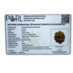 Das Mukhi Nepal Rudraksha - (26.95 MM)