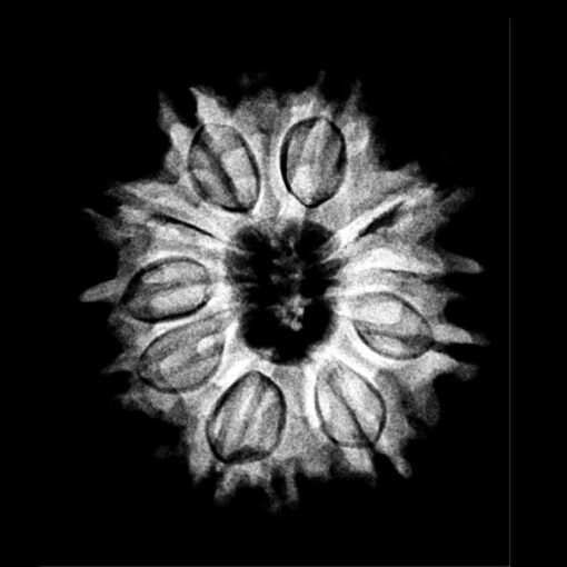 Das-Mukhi-Rudraksha-Nepal-25.37mm.jpg