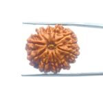 Das-Mukhi-Rudraksha-Nepal-25.37mm-MP-C.jpg