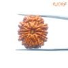 Das Mukhi Rudraksha Nepal - (25.37Mm) 13 Das-Mukhi-Rudraksha-Nepal-25.37Mm-Op-C.jpg