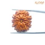 Das Mukhi Rudraksha Nepal - (25.37Mm) 7 Das-Mukhi-Rudraksha-Nepal-25.37Mm-Op-C.jpg