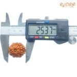 Das Mukhi Rudraksha Nepal - (25.37Mm) 8 Das-Mukhi-Rudraksha-Nepal-25.37Mm-Op-C-2.Jpg