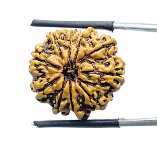 Dus Mukhi Rudraksha Nepal - (22.76 MM)