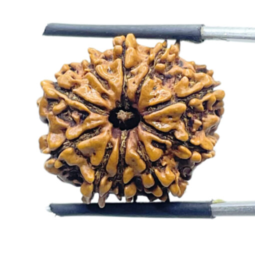 Original 10 Mukhi Rudraksha Nepal - (23.48mm)