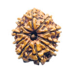 Original 10 Mukhi Rudraksha Nepal - (23.48mm)