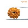 Ten-Face-Rudraksha-Nepal-23.35-Mm-Bp-C.jpg