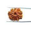 Ten Face Rudraksha Nepal - (23.35 Mm) 33 Ten-Face-Rudraksha-Nepal-23.35-Mm-Mp-C.jpg