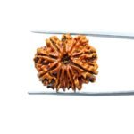 Ten-Face-Rudraksha-Nepal-23.35-mm-MP-C.jpg