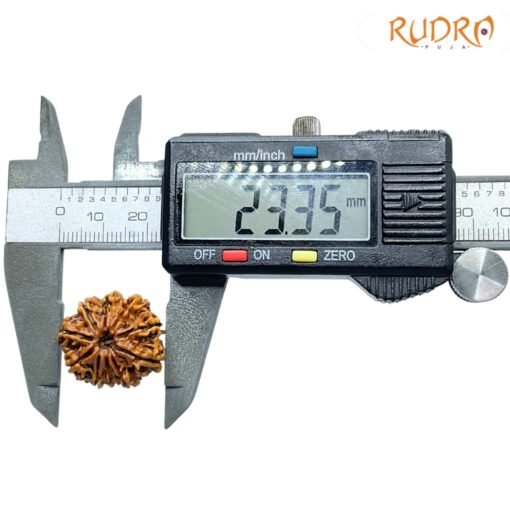 Ten-Face-Rudraksha-Nepal-23.35-mm-OP-C.jpg