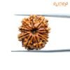 Ten-Face-Rudraksha-Nepal-23.35-Mm-Sp-C.jpg