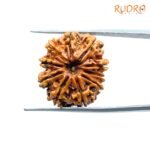 Ten-Face-Rudraksha-Nepal-23.35-Mm-Sp-C.jpg