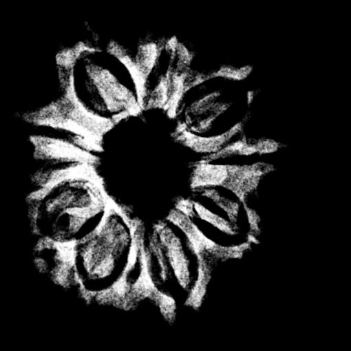 Ten-Face-Rudraksha-Nepal-23.35-mm-X-Ray.jpg
