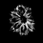 Ten Mukhi Rudraksha Nepal - (28.26 Mm) 9 Ten-Mukhi-Rudraksha-Nepal-28.26-Mm.jpg