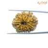 Ten Mukhi Rudraksha Nepal - (28.26 Mm) 12 Ten-Mukhi-Rudraksha-Nepal-28.26-Mm-Bp-C.jpg