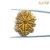 Ten Mukhi Rudraksha Nepal - (28.26 Mm) 13 Ten-Mukhi-Rudraksha-Nepal-28.26-Mm-Fp-C.jpg