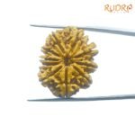Ten Mukhi Rudraksha Nepal - (28.26 Mm) 7 Ten-Mukhi-Rudraksha-Nepal-28.26-Mm-Fp-C.jpg