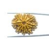 Ten Mukhi Rudraksha Nepal - (28.26 Mm) 28 Ten-Mukhi-Rudraksha-Nepal-28.26-Mm-Mp-C.jpg