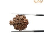 1 Mukhi Savar Rudraksha 20.25 mm