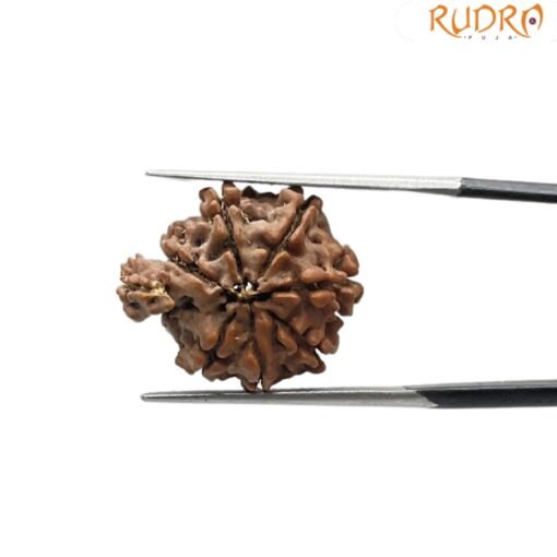 1 Mukhi Savar Rudraksha 20.25 mm