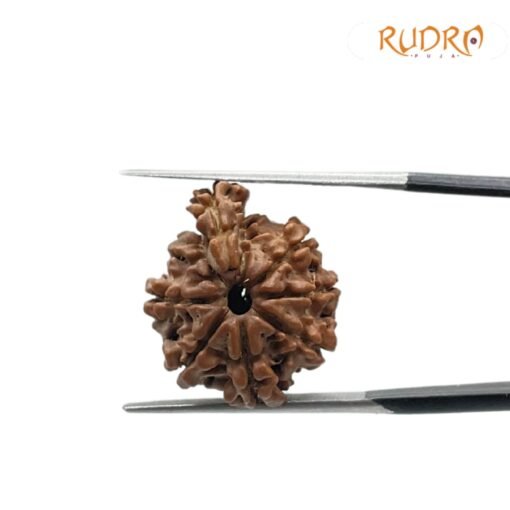 1 Mukhi Savar Rudraksha 20.25 mm