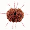 10 Mukhi Rudraksha Nepal - (23.15Mm)