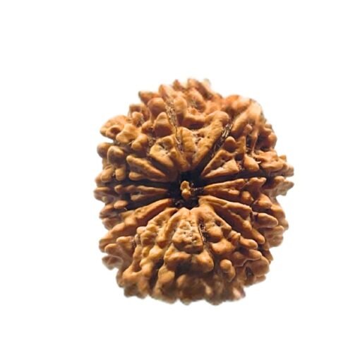 11 mukhi rudraksha nepal - 28.92 MM