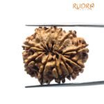 Ekadash Mukhi Rudraksha (28.19 Mm)
