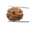 11 Mukhi Nepal Rudraksha (28.92 Mm)