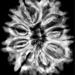 11 Mukhi Nepal Rudraksha (28.92 Mm)