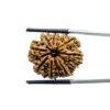 11 Mukhi Rudraksha Nepal - (25.16 MM)