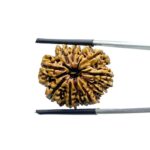 11 Mukhi Rudraksha Nepal - (25.16 MM)