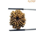 11 Mukhi Rudraksha Nepal - (25.16 MM)