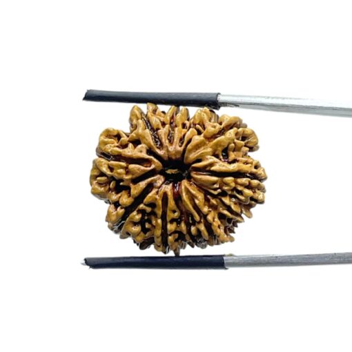 11 Mukhi Rudraksha Nepal - (25.16 MM)